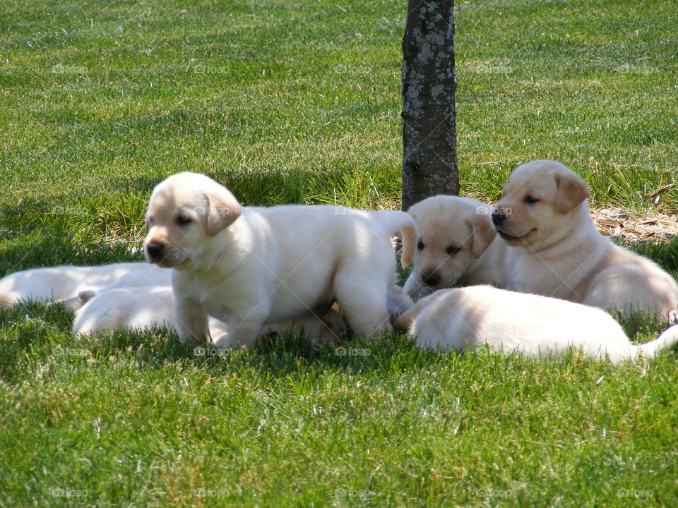 Litter of yellow Labrador retriever puppies in the shade.