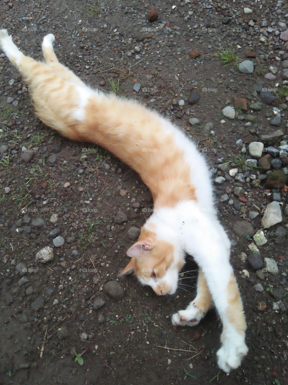 Stretching cat before take an exercise. Good job kitty! Are you still sleepy, huh?