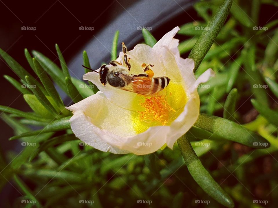 beautiful flowers in my garden