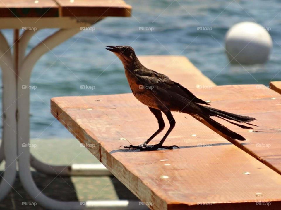 Bird up close on a picnic bench
