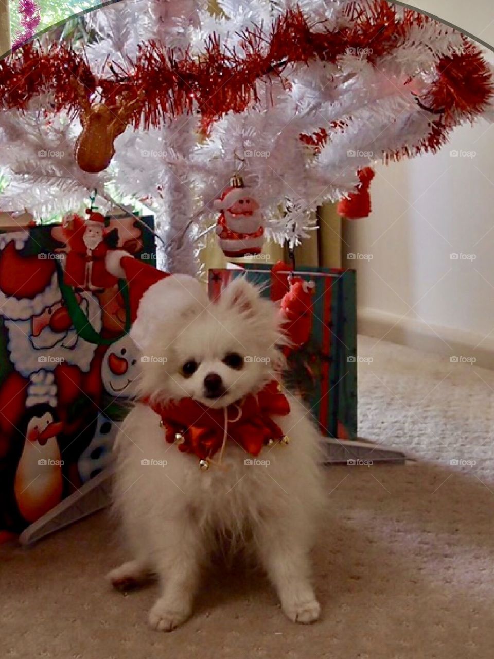 Decorating Christmas time - wonderful season of the year with cute little Pom Snowie  at Cheltenham Melbourne Australia 