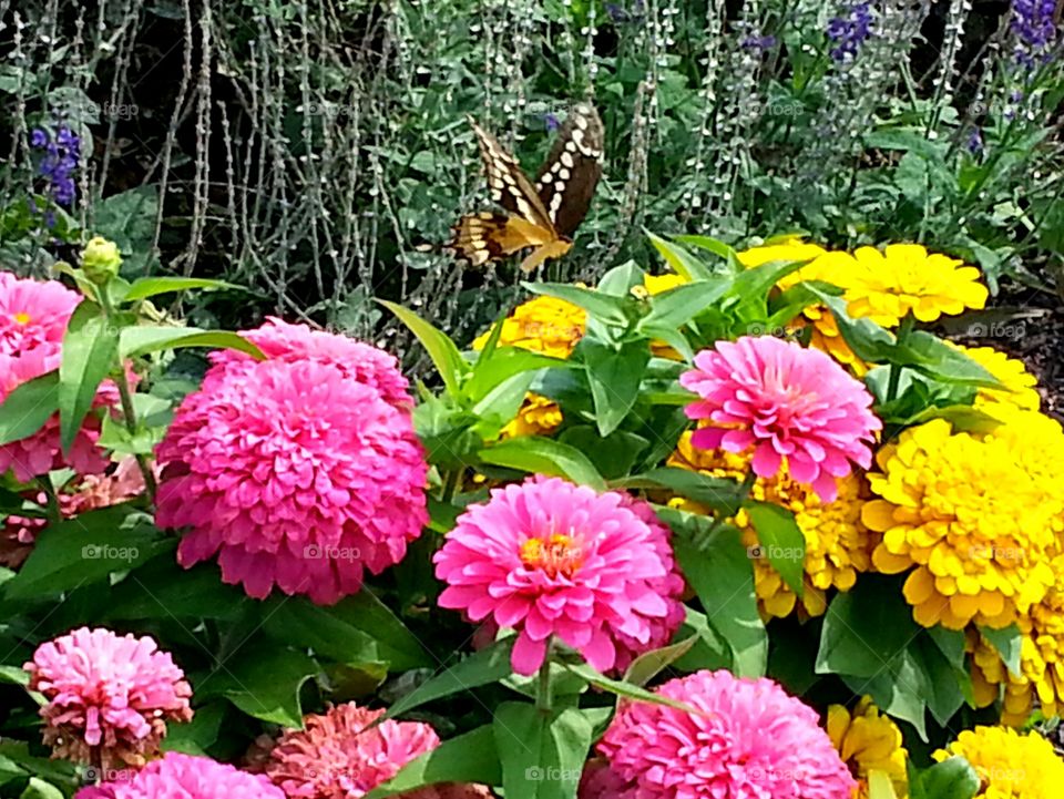 Swallowtail butterfly on flowers