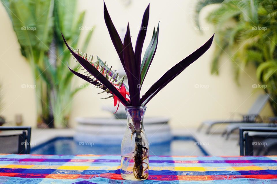 Single flowering plant in a clear vase. I think it’s a Cordyline.