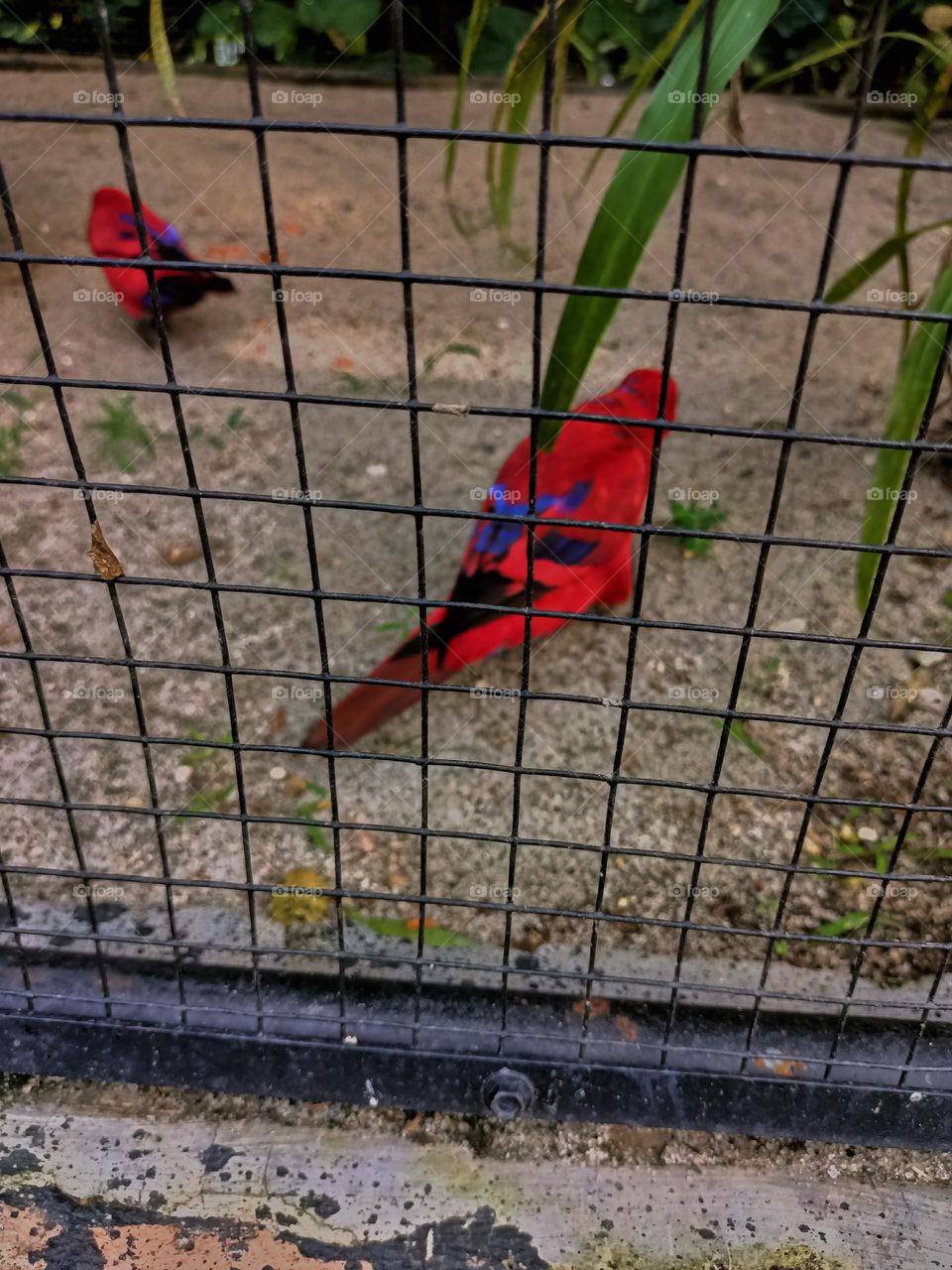 The red lory (Eos bornea) in cages, looking for food on the ground in the zoo. A species of parrot in the family Psittaculidae.