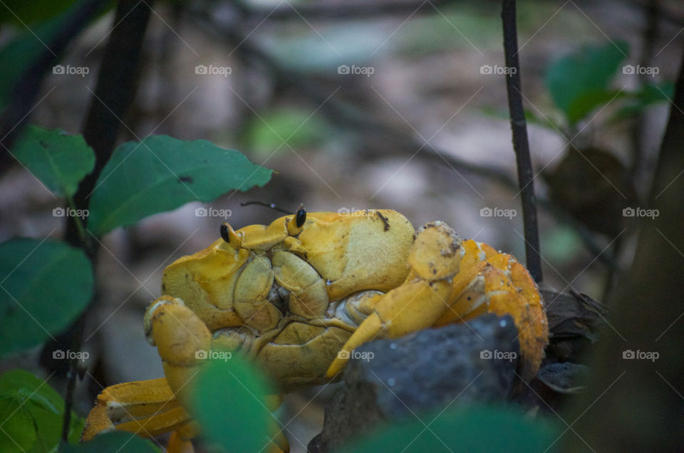 Yellow crab . Wildlife in Brazil 