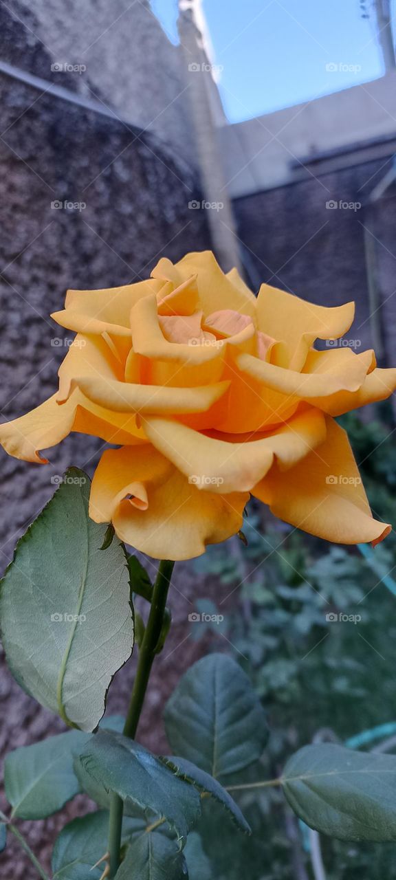 yellow Rose