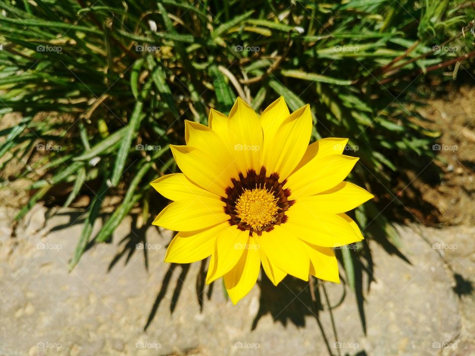 sunflower 🌻