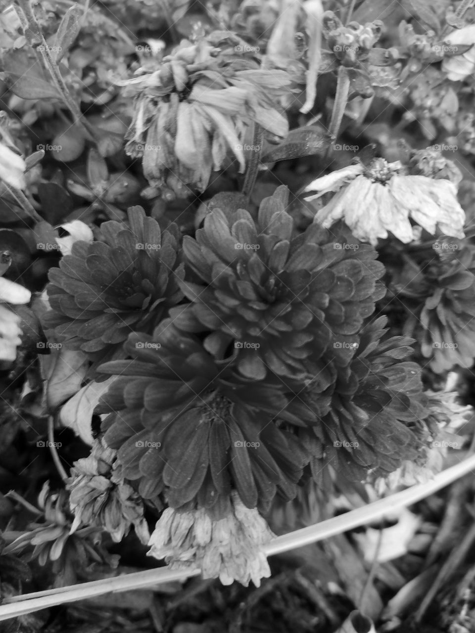 Unfiltered, beautiful, lovely close-up of black and white flowers in a flower bed