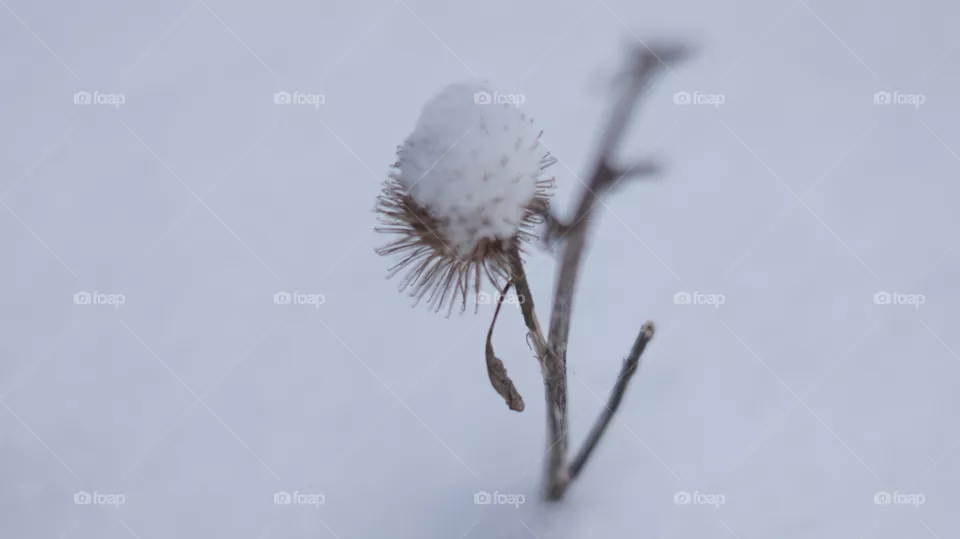 snow