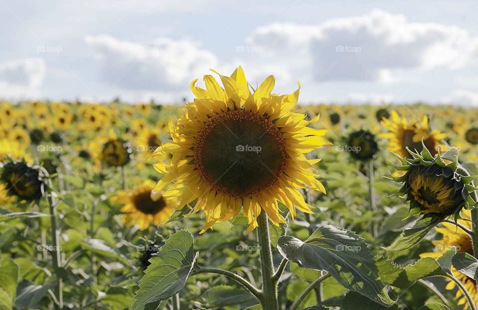 Field of yellow sunflowers against the blue sky