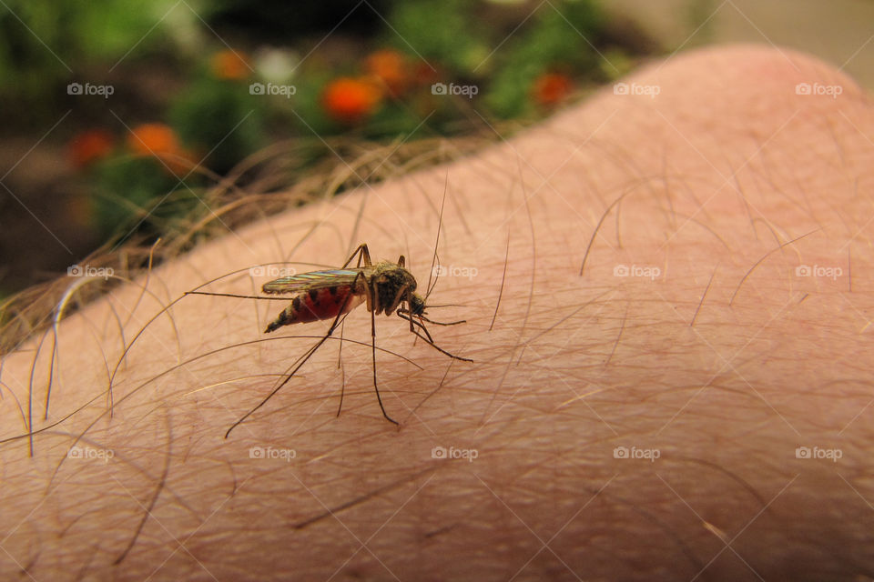 wild gnat suck blood from hand