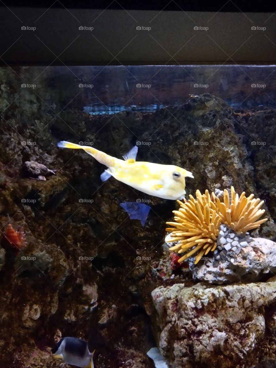 aquarium. fish yellow