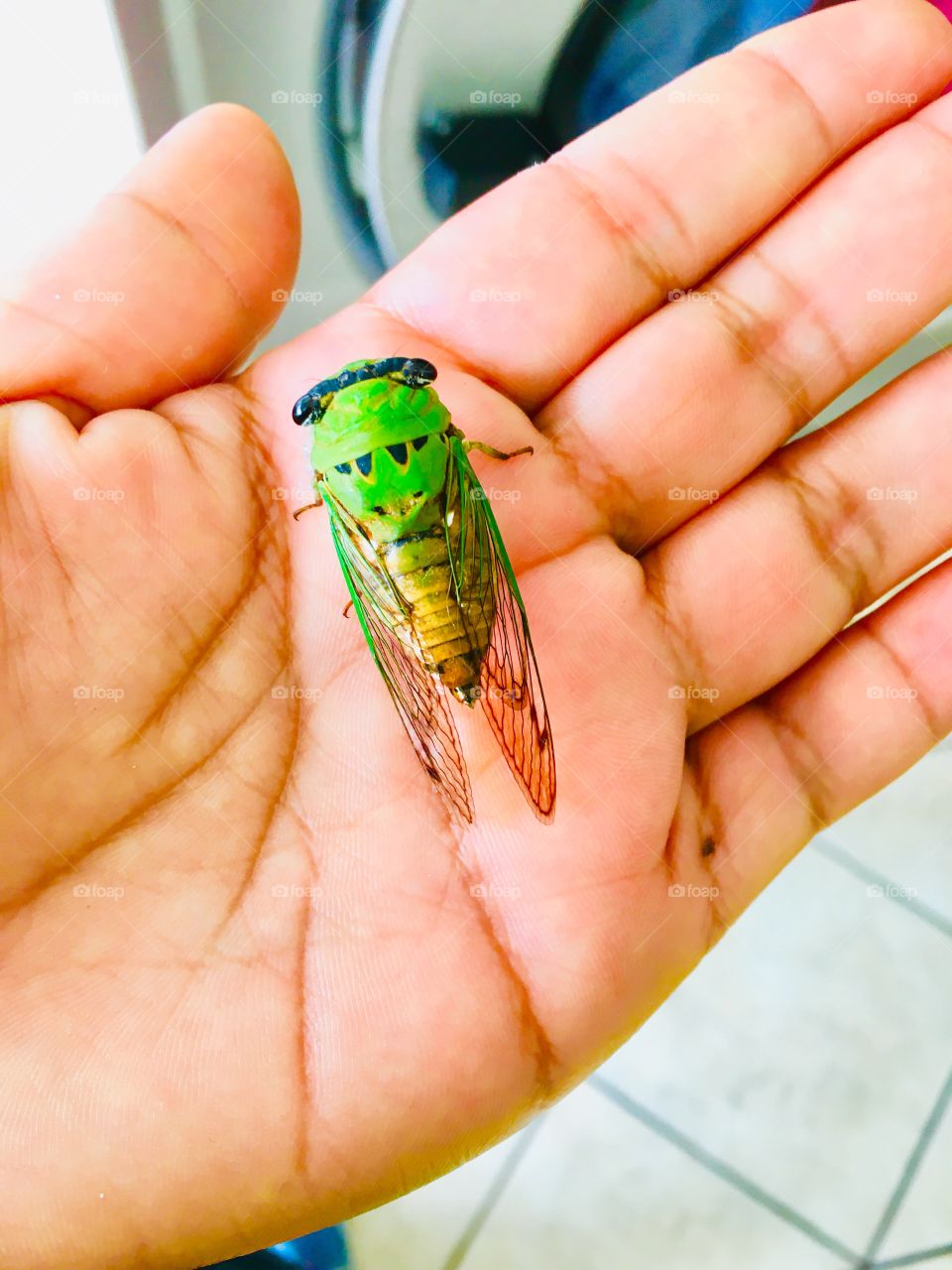 Cicadas insect, It beautiful with bright colors and its intense singing announces the summer 
