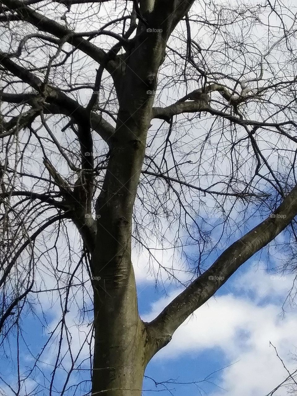 trunk of a tree in the afternoon