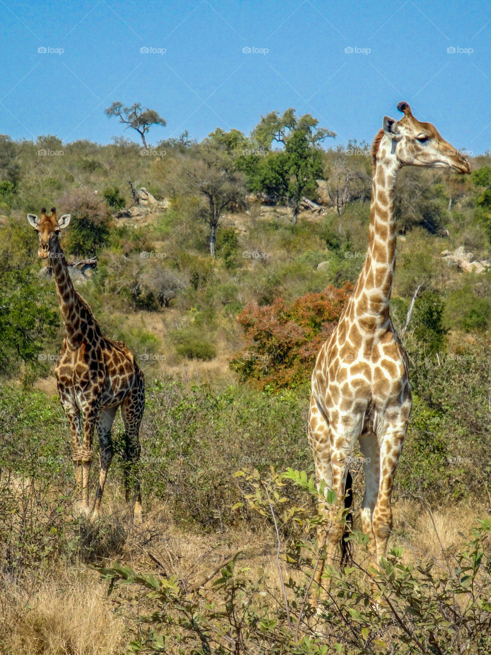 Giraffes Giraffe in the golden hour 