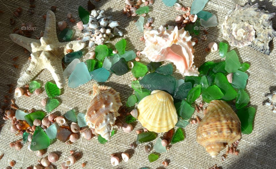 Seashell, Shell, Desktop, Decoration, Sea