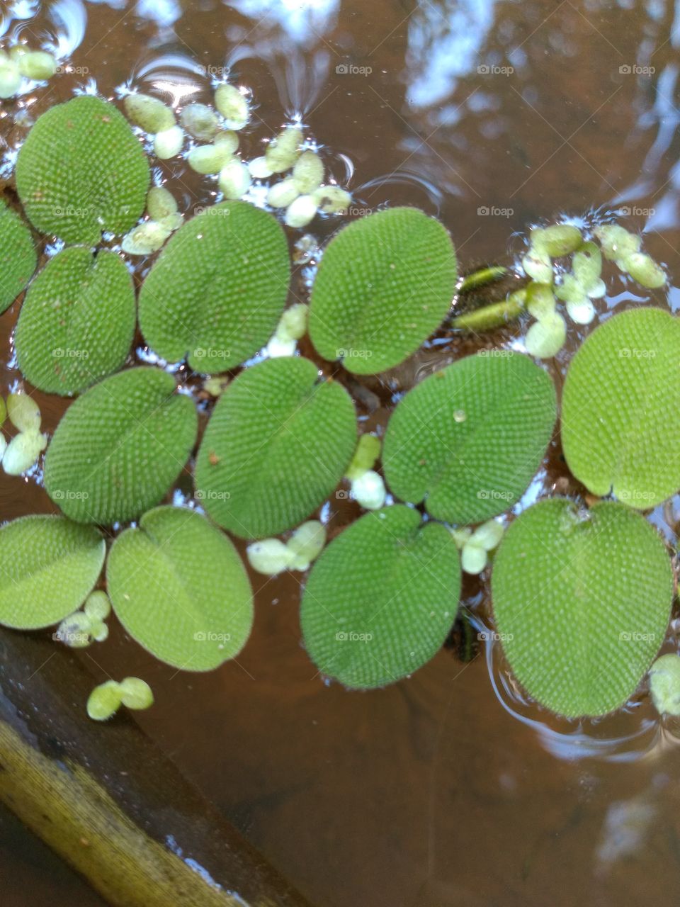 welcome foap: nature