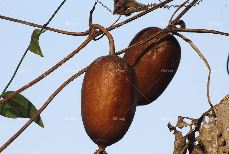 Dryng fruit of viner plant. Old brown colouring influenced with the crazy sunlight at the open land of grass field. Wild plant kind grown to the garden of localism. Not many information of using this fruit. Uniqe ornament to the pair for plant.