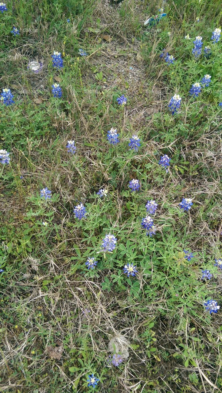 Flower, Flora, Hayfield, Nature, Grass