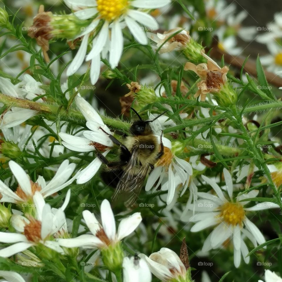 Bumblebee in Wildflower's