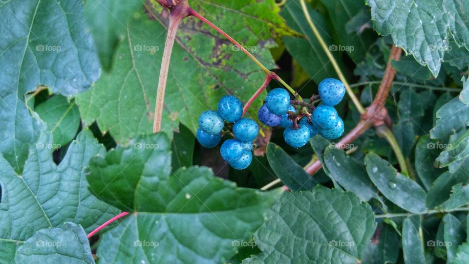 Blue Berries