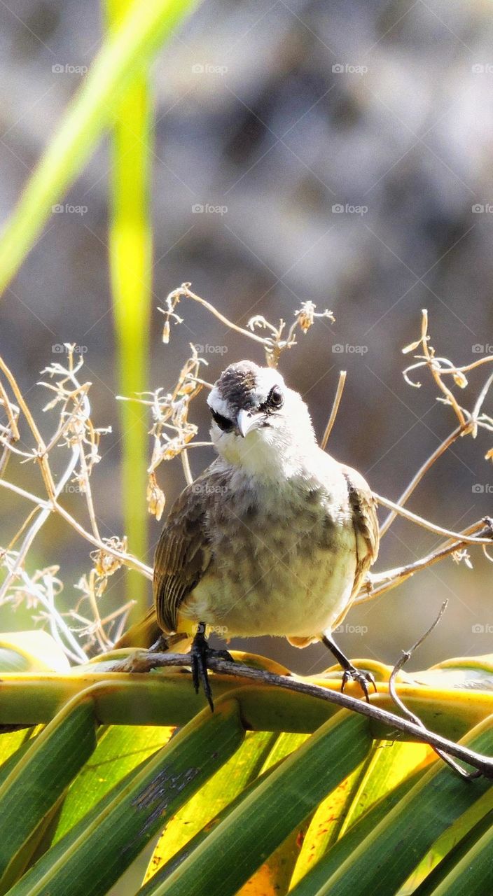 Like it understand that somebody is taking a picture...it' looking at the camera and pose an action...