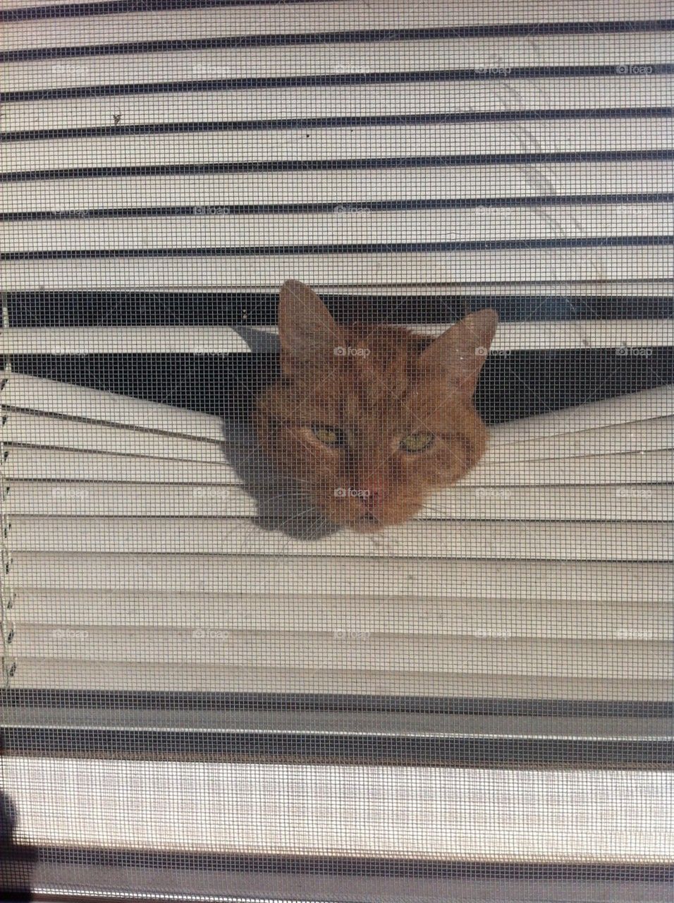 Cat looking thru mini blinds