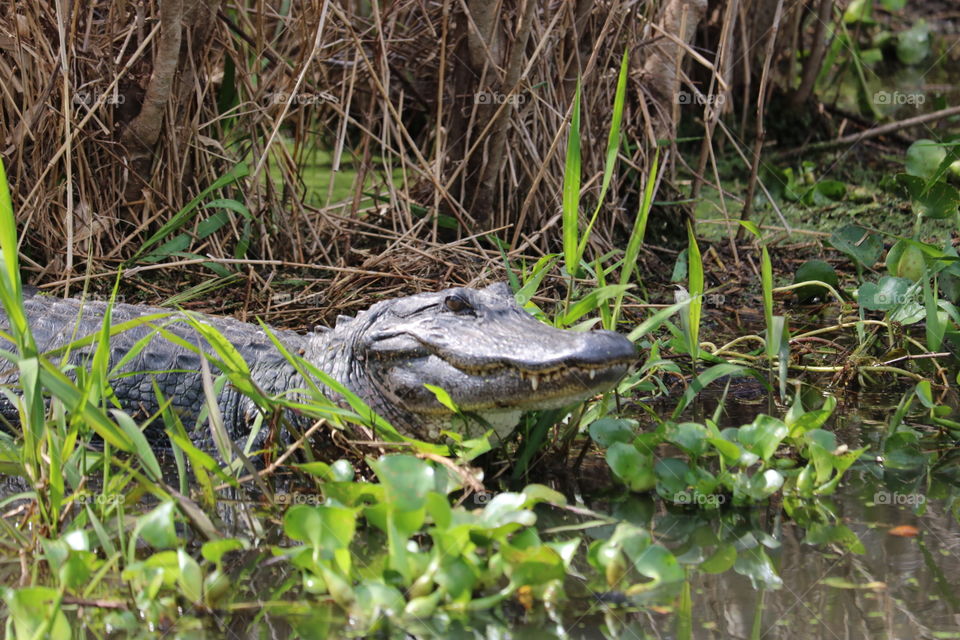 Alligator in the Louisiana Bayou. 