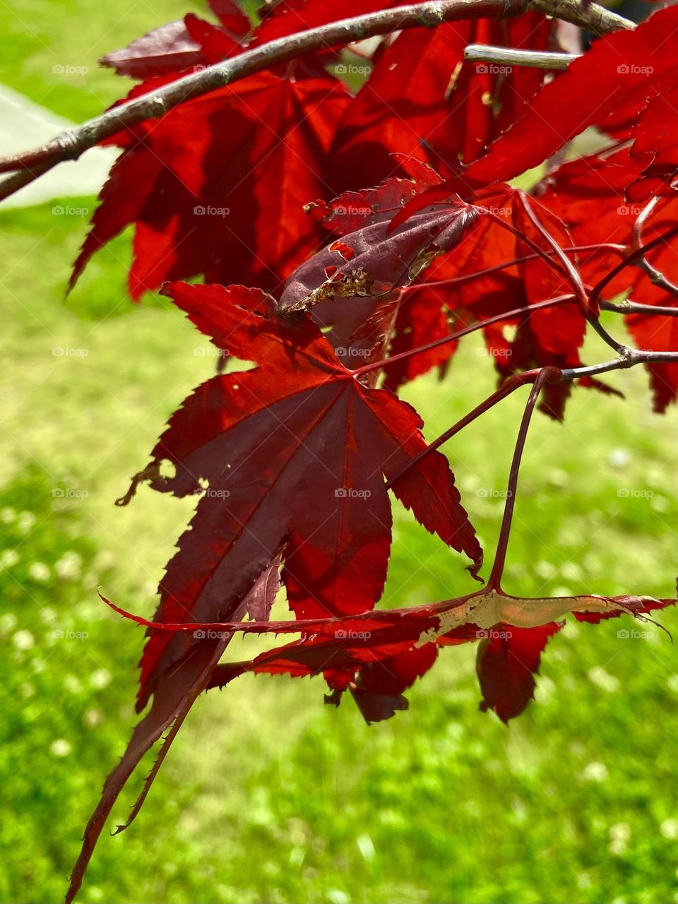 Red Maple leaves against green grass celebrating Canada’s natural beauty.