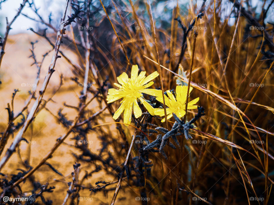 Flowers