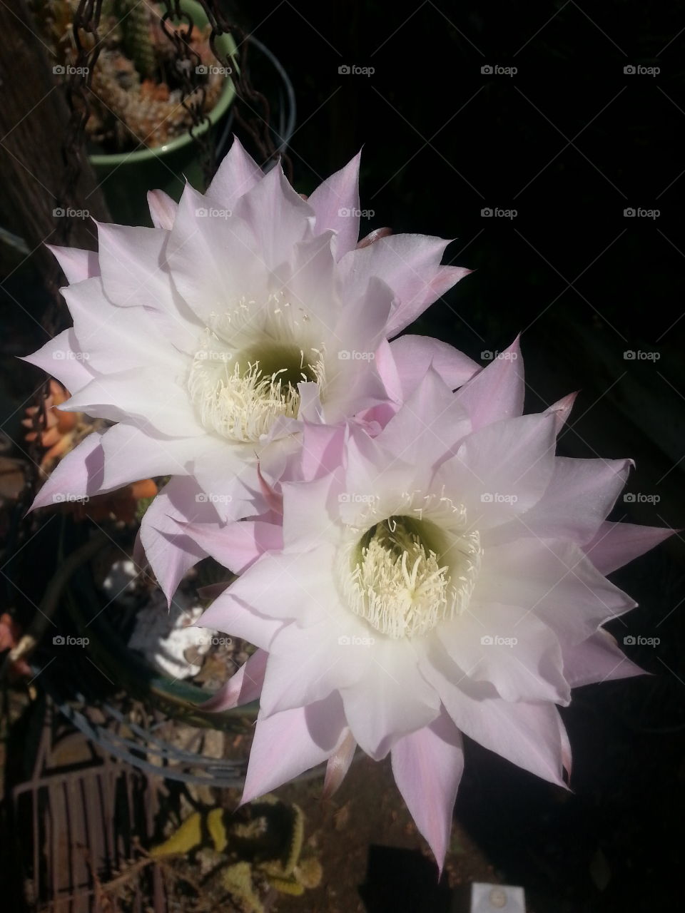 cactus flower