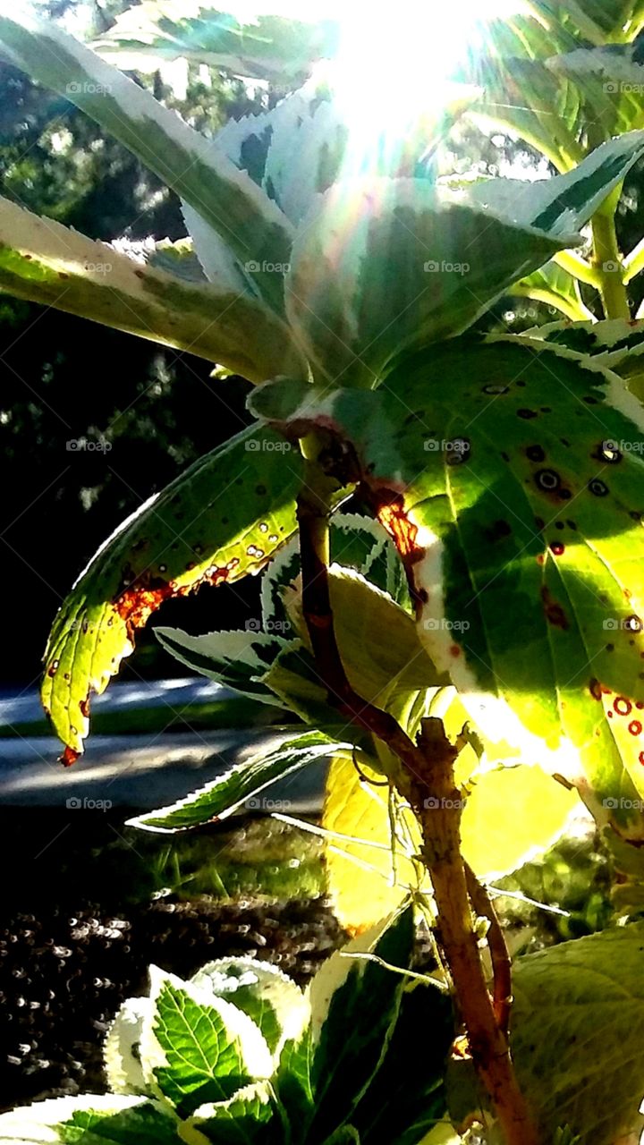 shadows of leaves on leave nearly transparent from bright sunshine