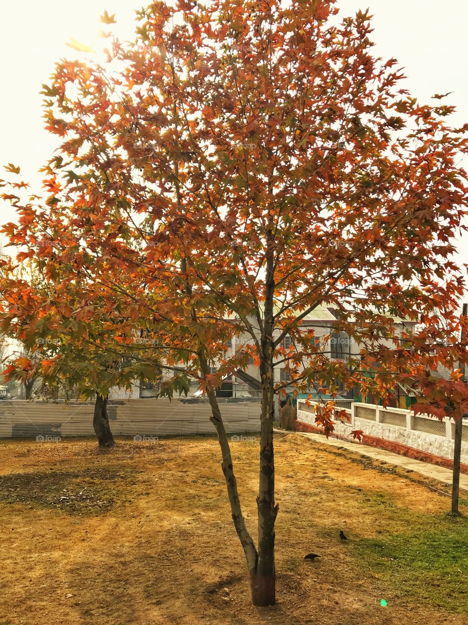 Stronger root creates beauty outside!! Life n death is a process, leaves have been telling us from ages