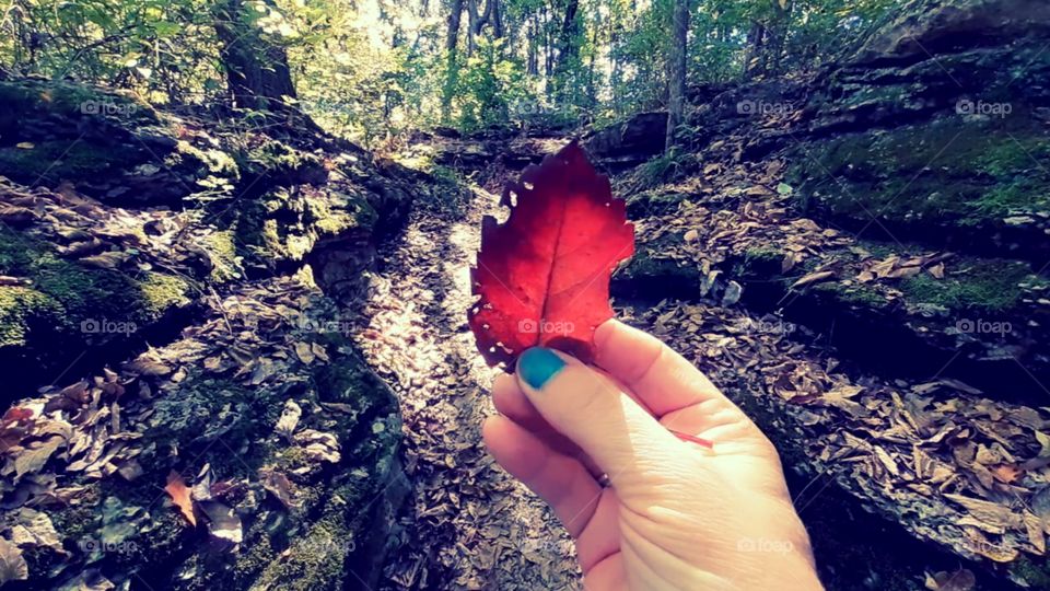 Fallen Leaf