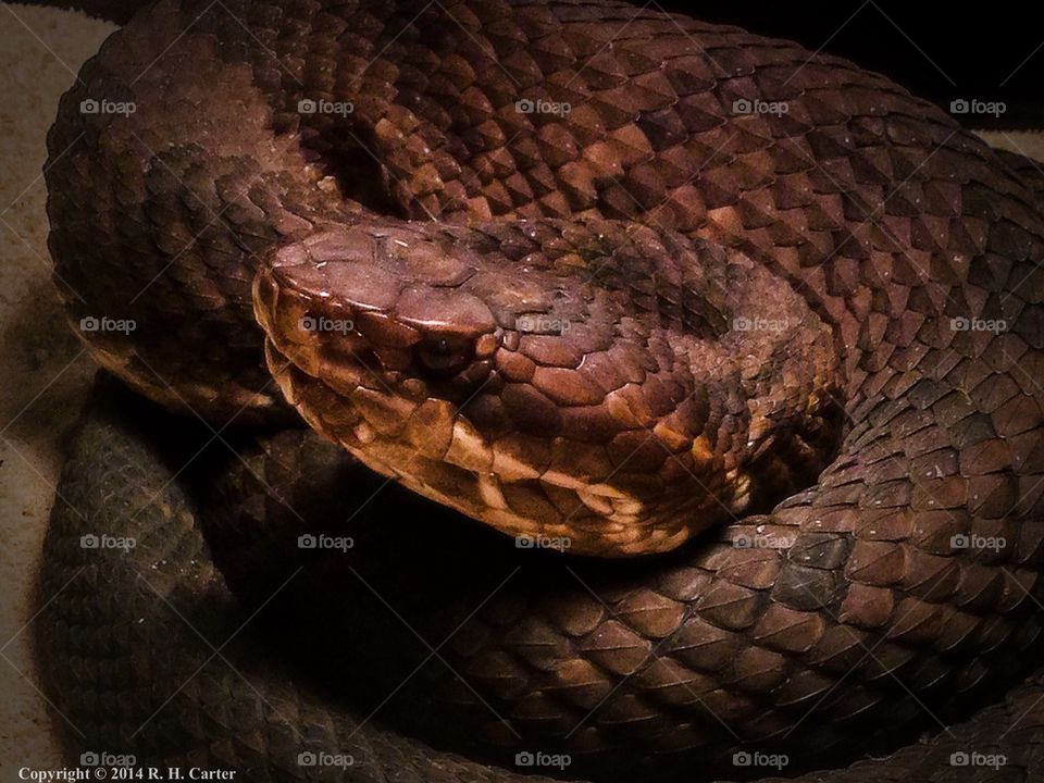 One-eyed Cottonmouth