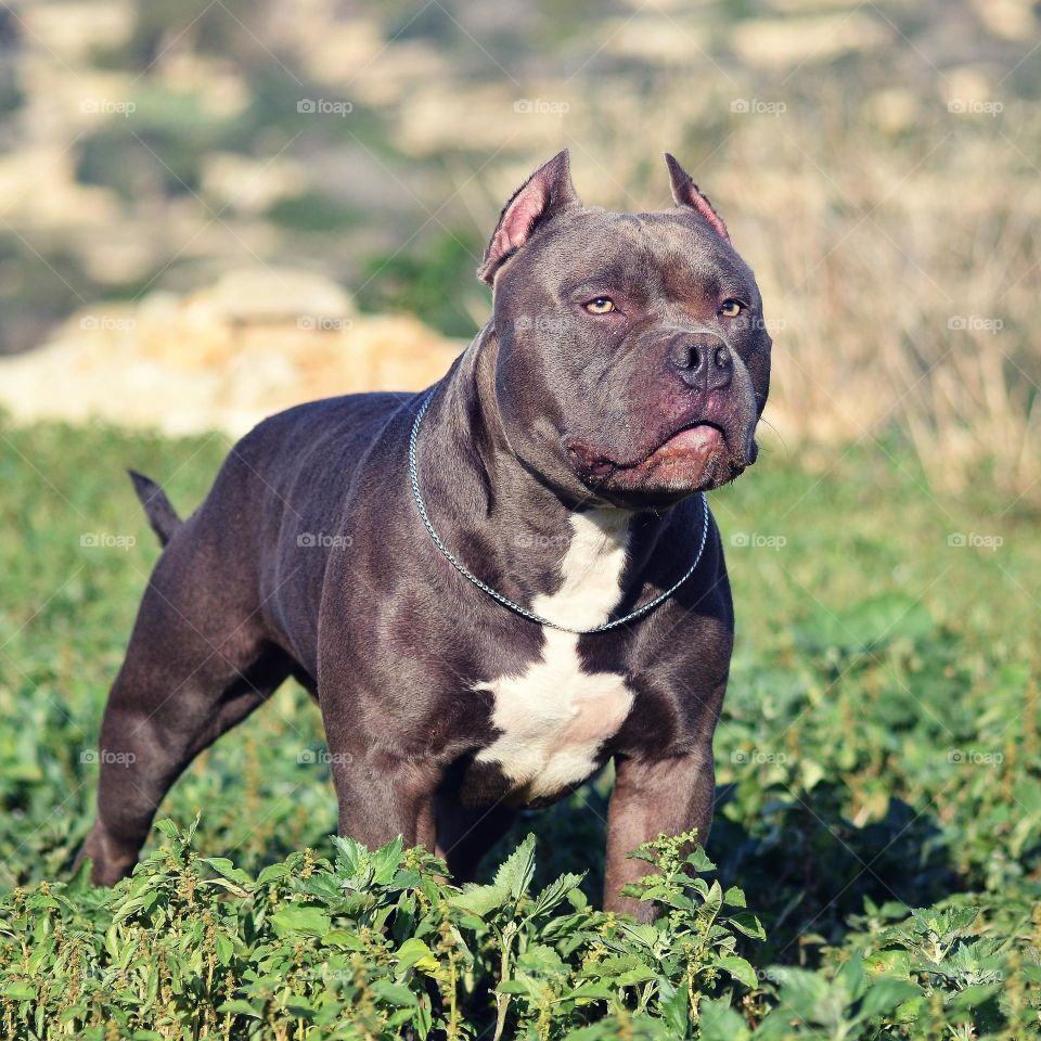 american bully dog