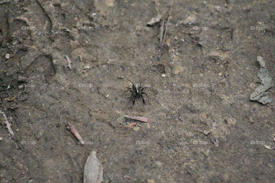 Spider on the path