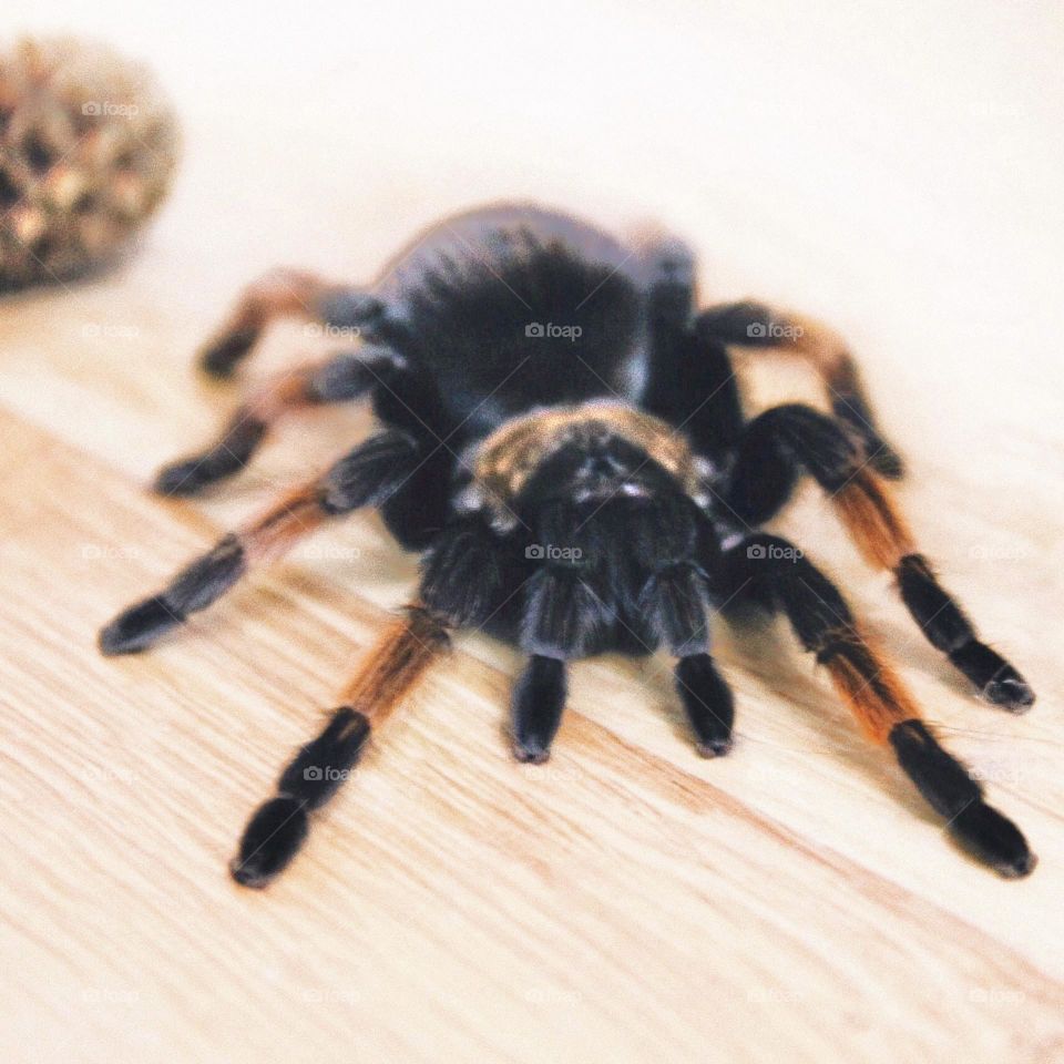 Tarantula Brachypelma emilia. Close up 