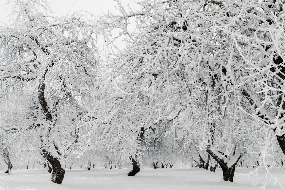 Apple orchard winter landscape