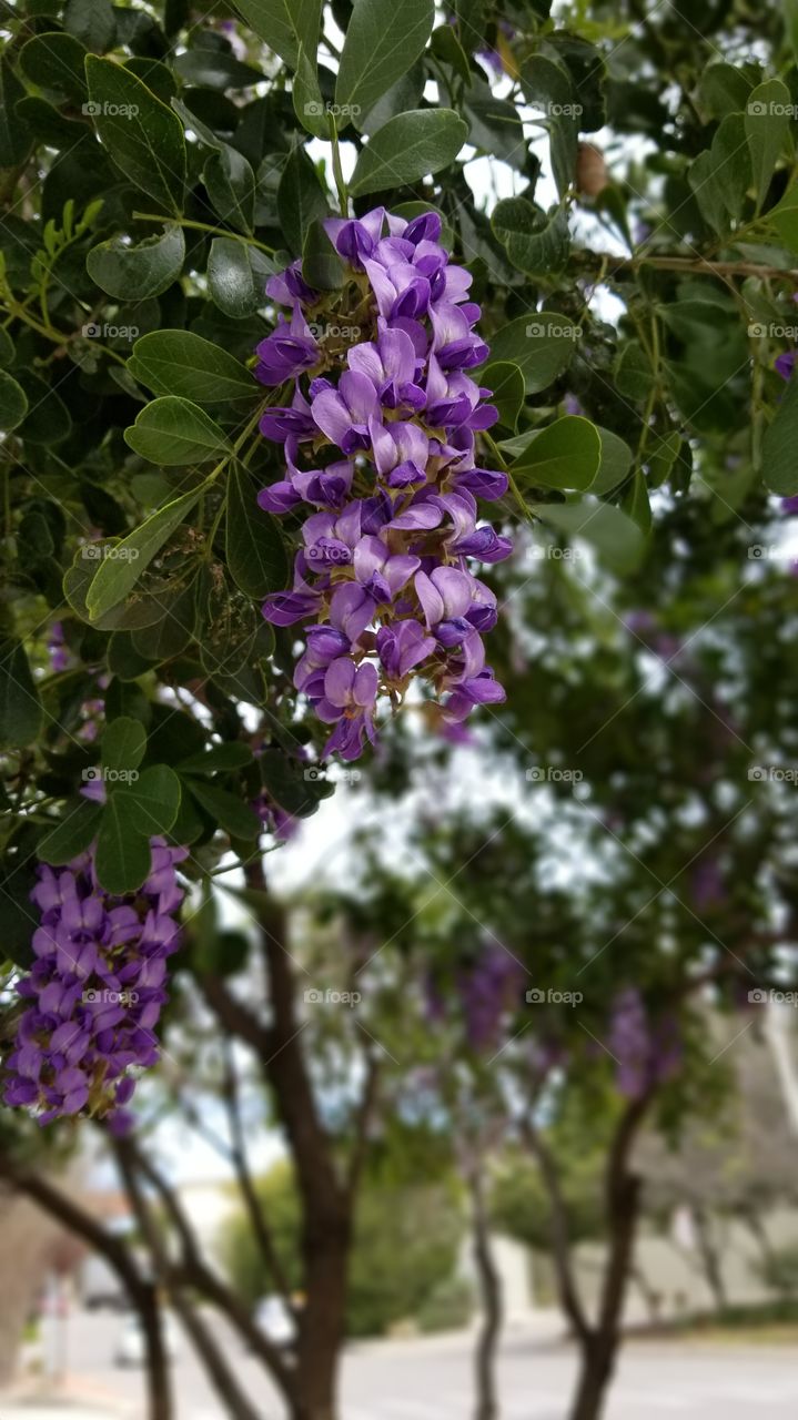 mountain laurel