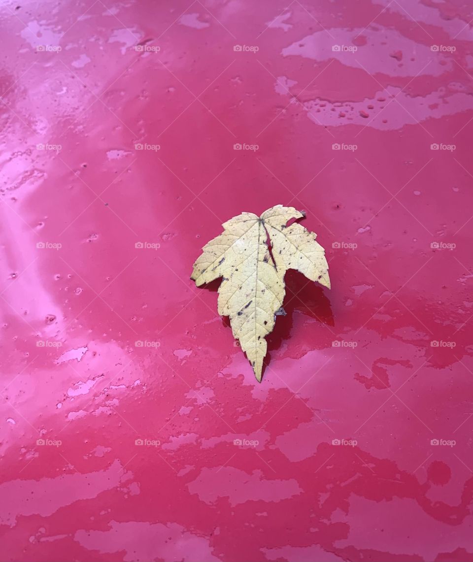 First autumn leaf 