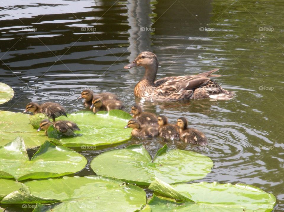 Let's go play. Mama duck and her ducklings. 