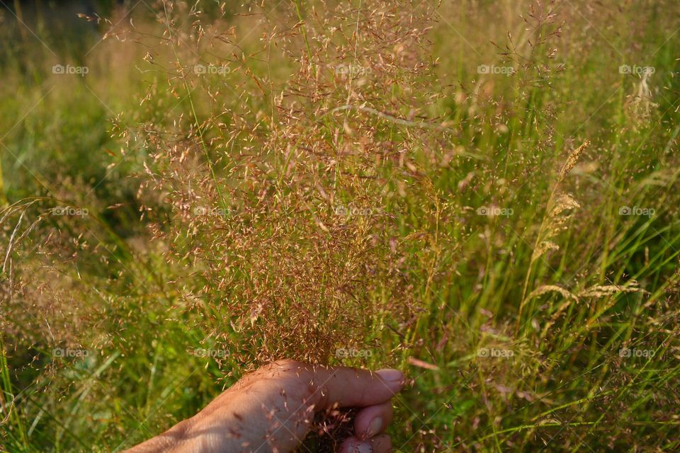 grass summer nature in the hand