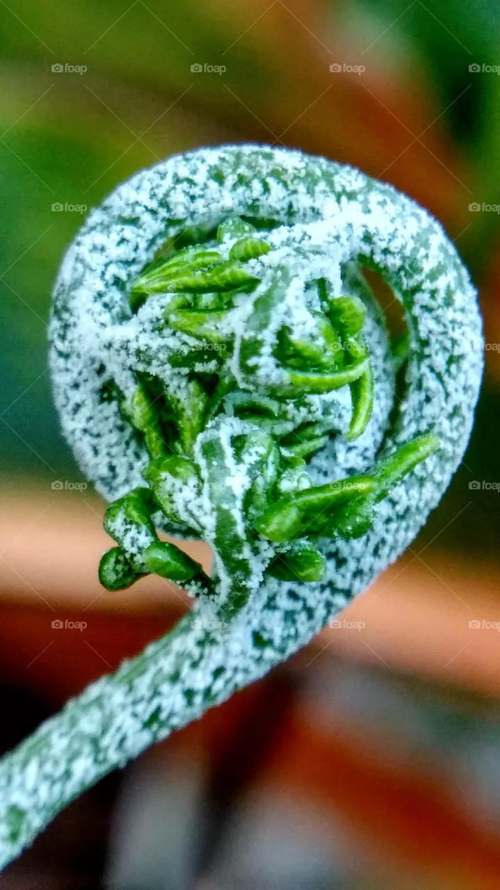 fern