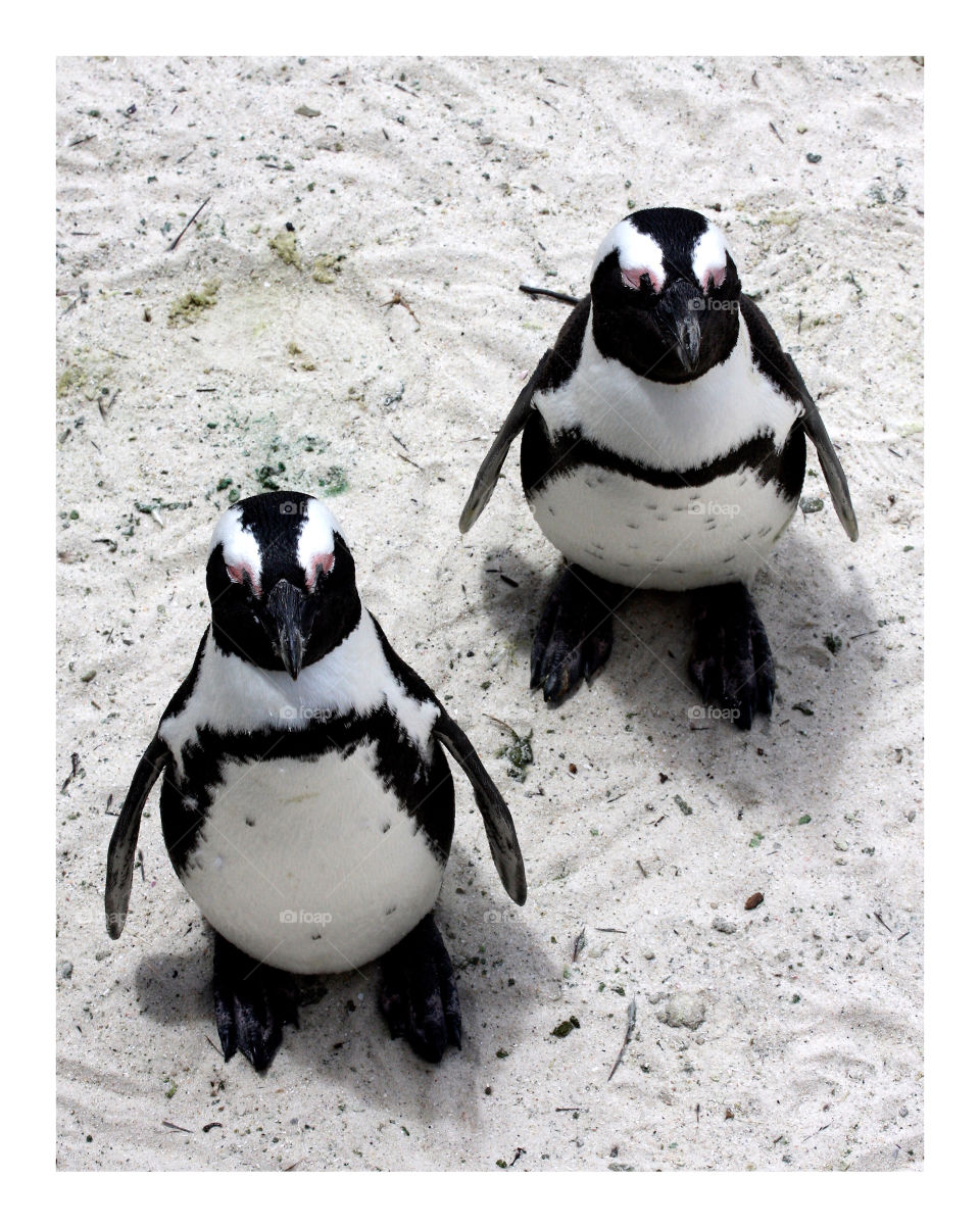 African Penguins (Jackass Penguins) at Cape of Good Hope, South Africa. 