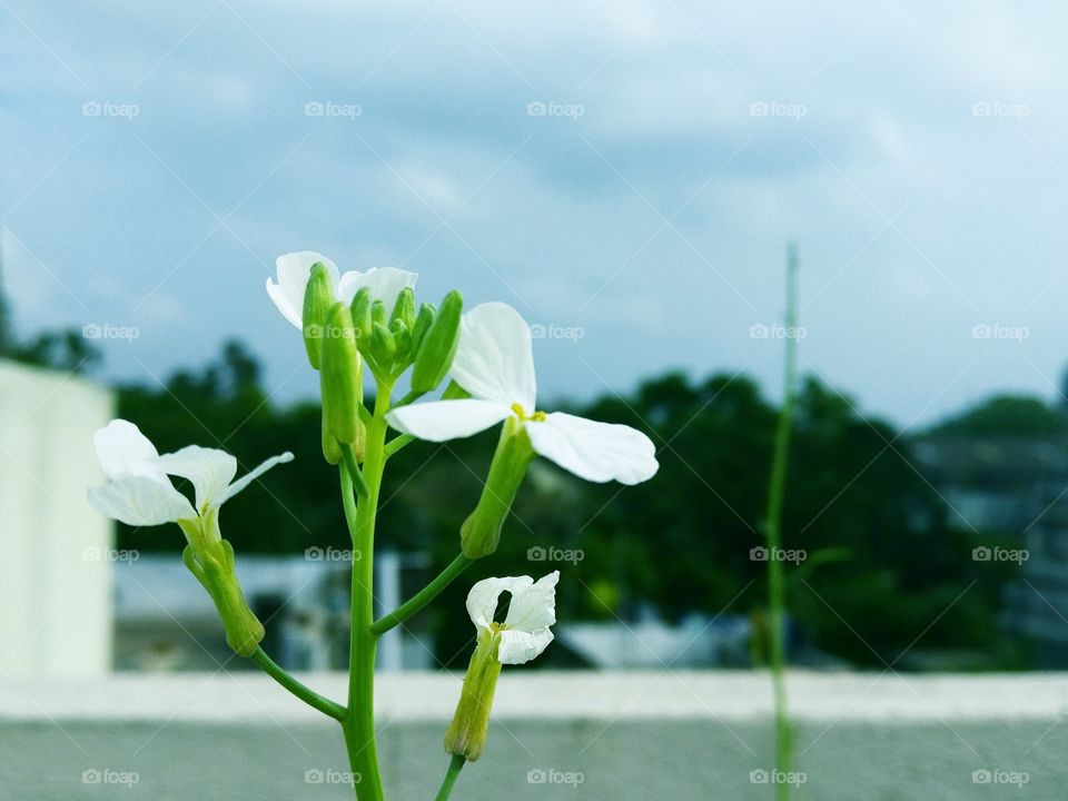 Nothing looks so crisp and clean like white blooms.