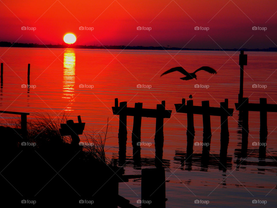 A birds' silhouette 