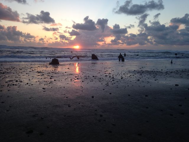 Stumps at ghost forest