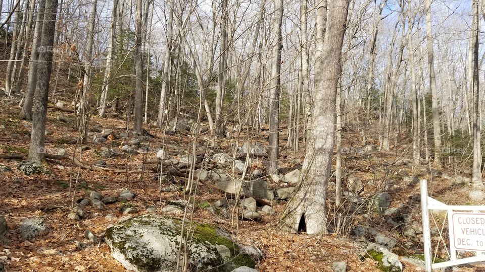 Wood, Tree, Nature, Landscape, Outdoors