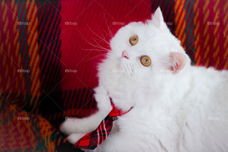 Beautiful furry white cat